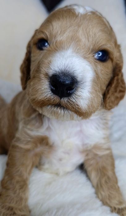 Cockapoo f1 chłopcy do rezerwacji