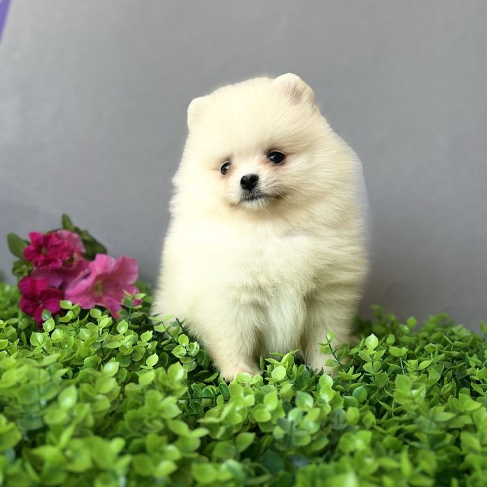 лялькова дівчинка тип ведмедик