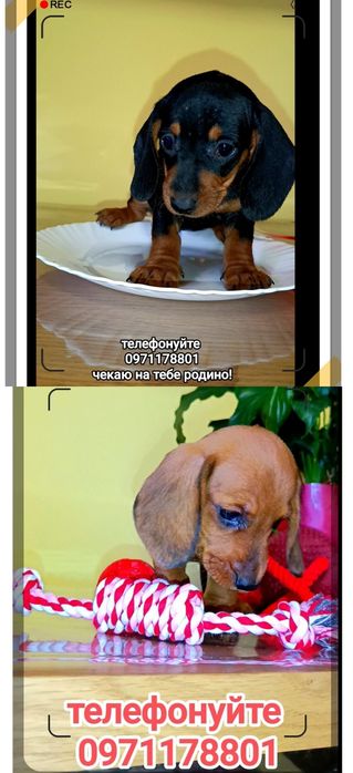 Мрія міні - такса?, Вам до  Анни Іванівної