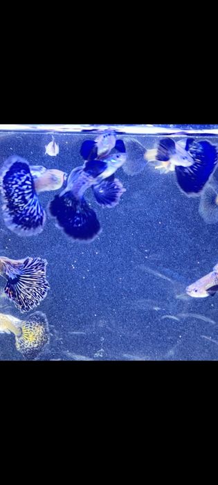 Gupik gupiki Purple dragon dumbo halfmoon