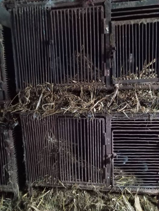 Клітки для нутрій.