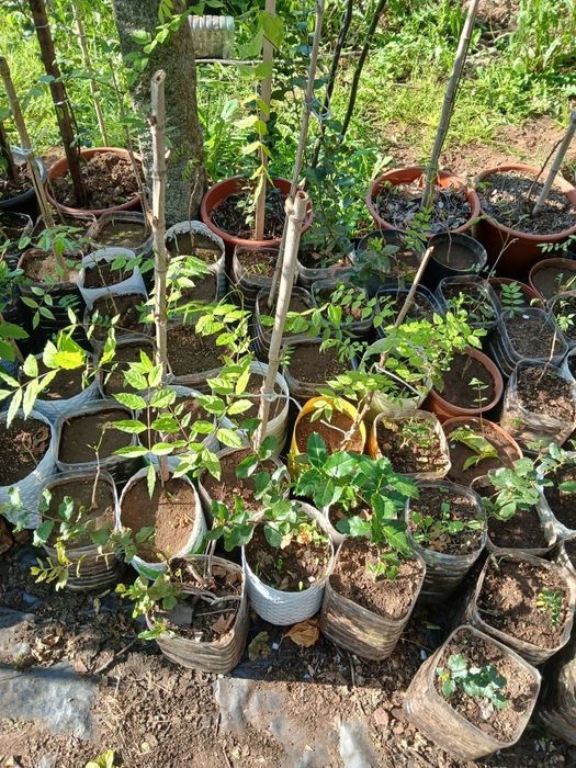 Glicínias, liláses (Wisteria)