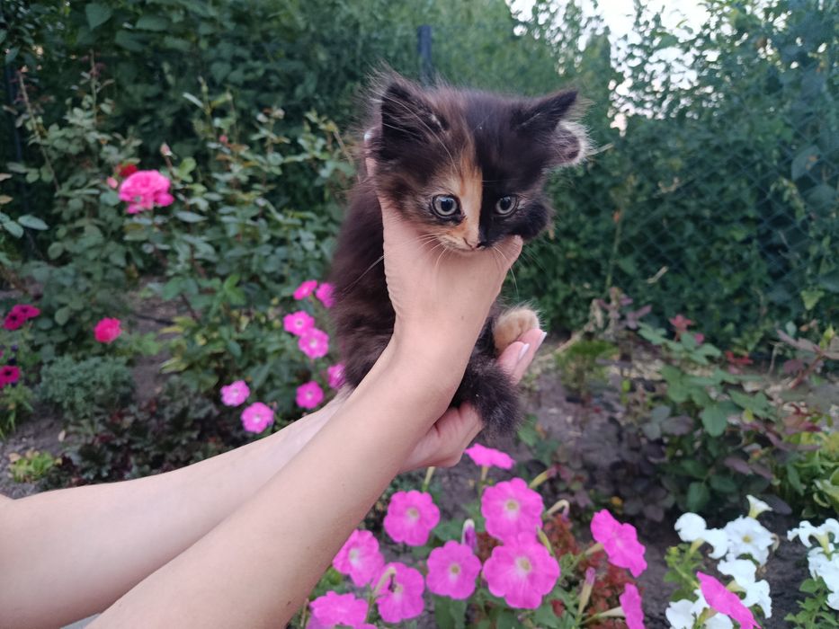 Віддам кошенят безкоштовно у добрі руки