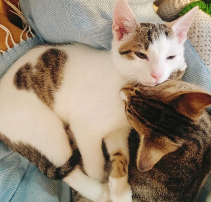 Uran - kociak, młody kot, kocurek do adopcji