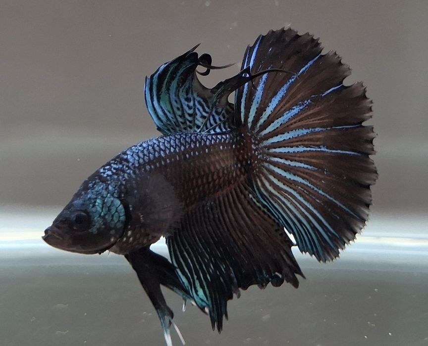 Machos peixe Betta apenas 5€