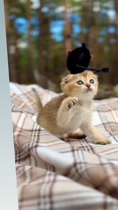 Скотіш фолд шотландські кошенята висловухі золота шиншила