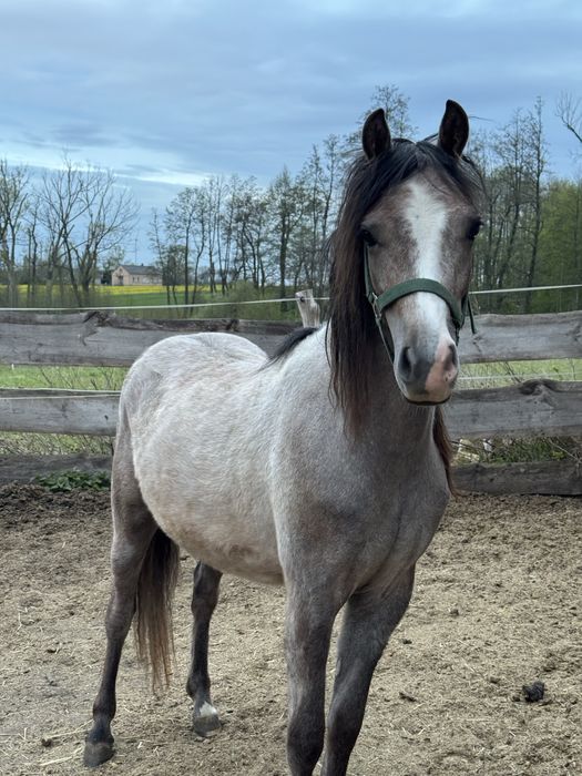 Kuc walijczyk wałach