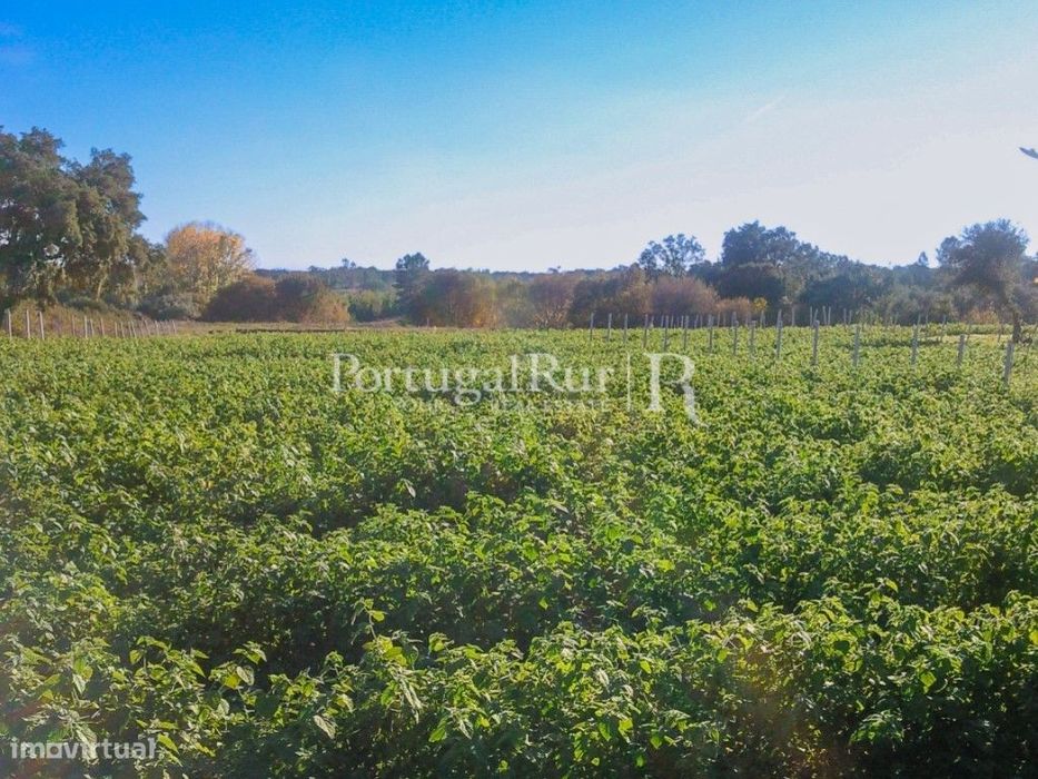 Quinta de produção biológica com 5 ha em São Vicente da Beira