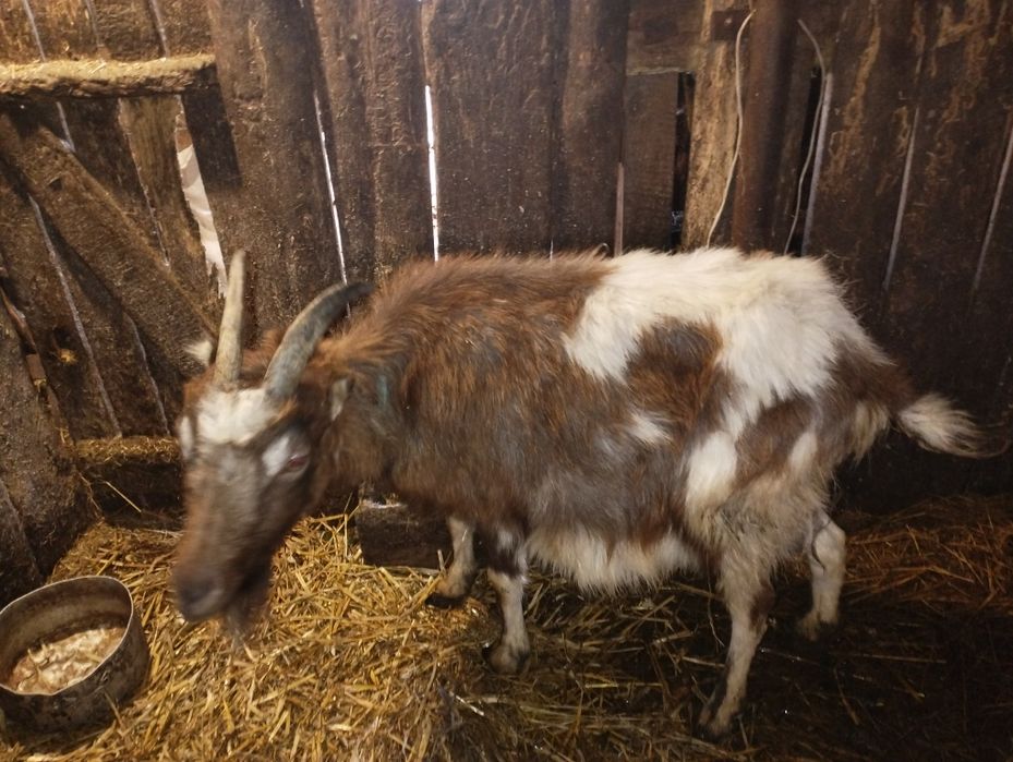 Продам козу з козеням