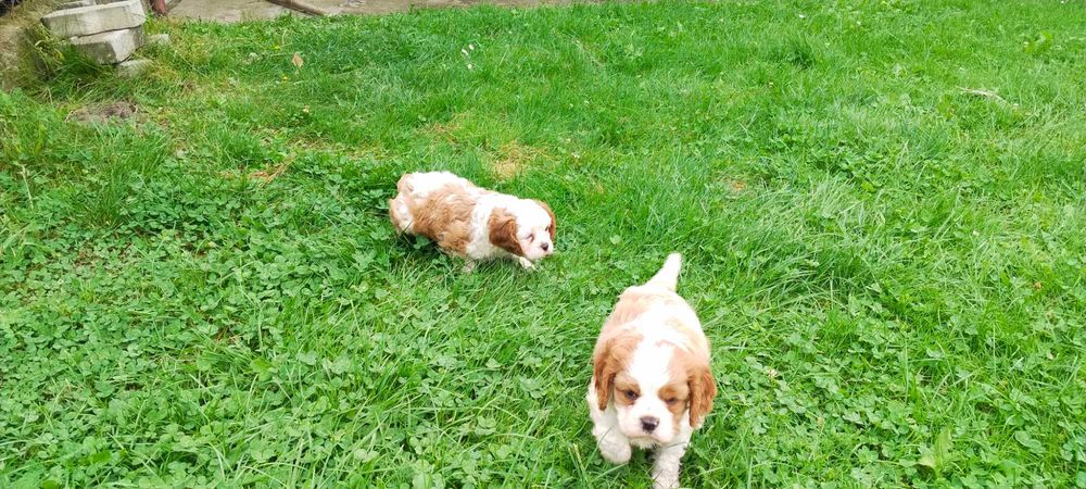 Pies Cavalier King Charles Spaniel pies rasowy szczeniaki