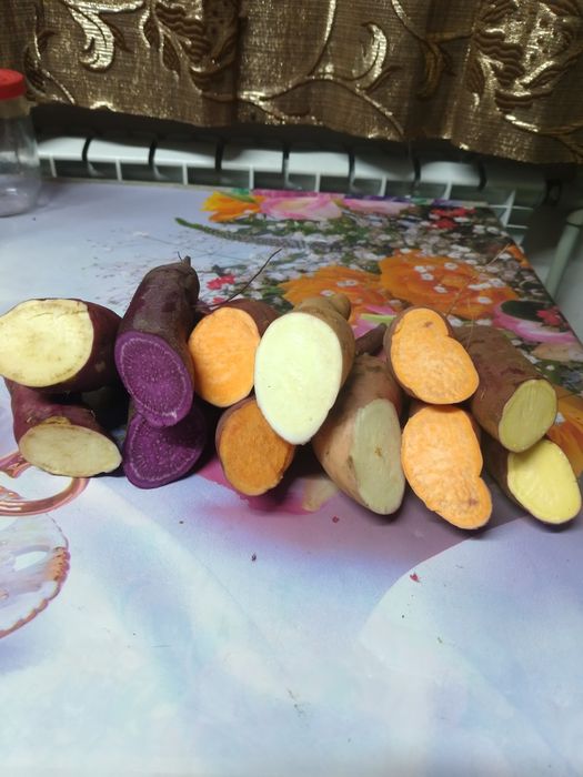 Батат на посадку