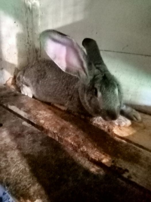 Шиншила різного віку. Пропоєні провакциновані Лапімун Гемікс3.