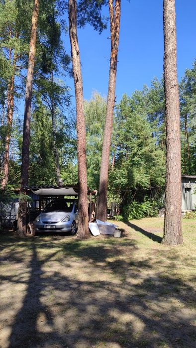 Oddam za darmo 4 duże kilkudziesięcioletnie Sosny