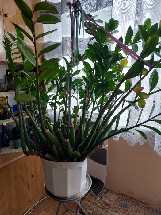 Zamioculcas Kwiat doniczkowy duży