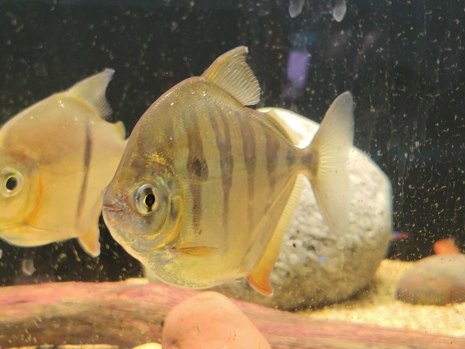 Płaskoboki fasciatus i schombrugkki