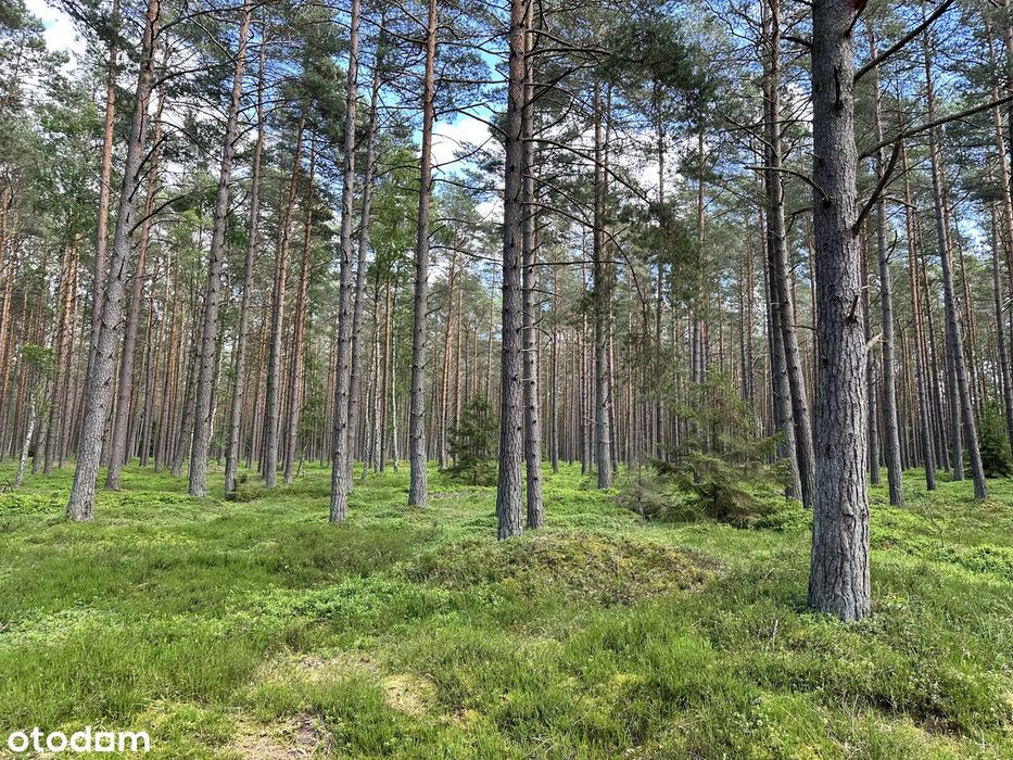 Działki rekreacyjne w Pogorzelicy 2 km od morza