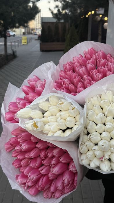 Украінський тюлпан  Бровари опт від 35 грн