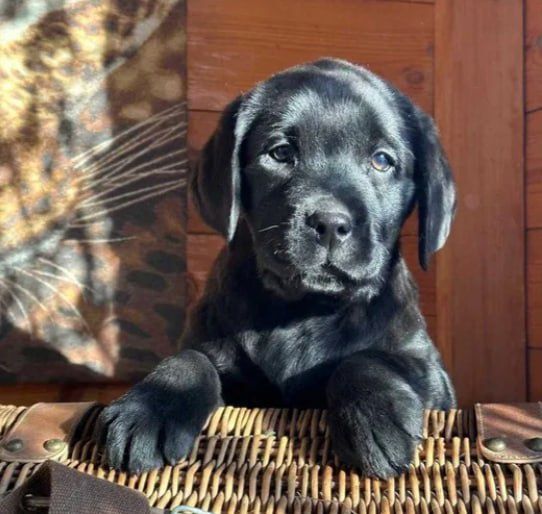 породные лабрадорчики с документами