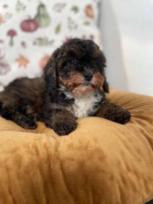 Cavapoo f1b dostępny piesek tricolor