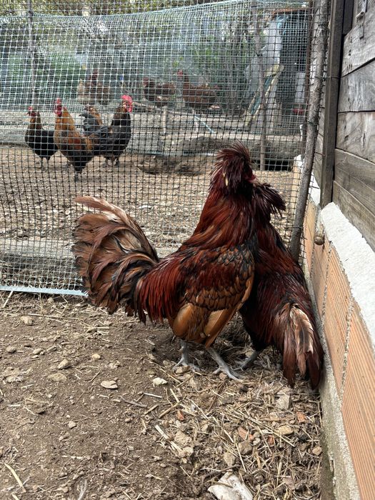 Galos paduana muito bonitos