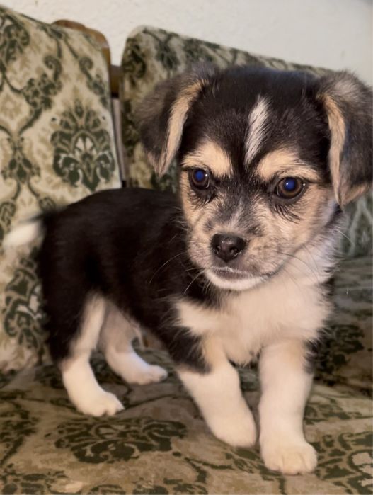 Цуценята в хороші руки (будуть маленькими)