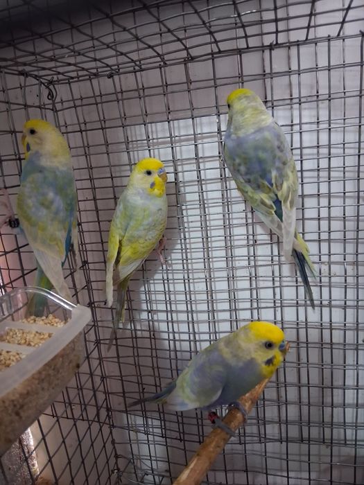 2 casalinhos de piriquitos arco íris