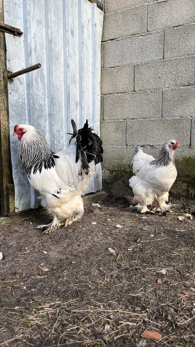 Ovos de brahama e marans
