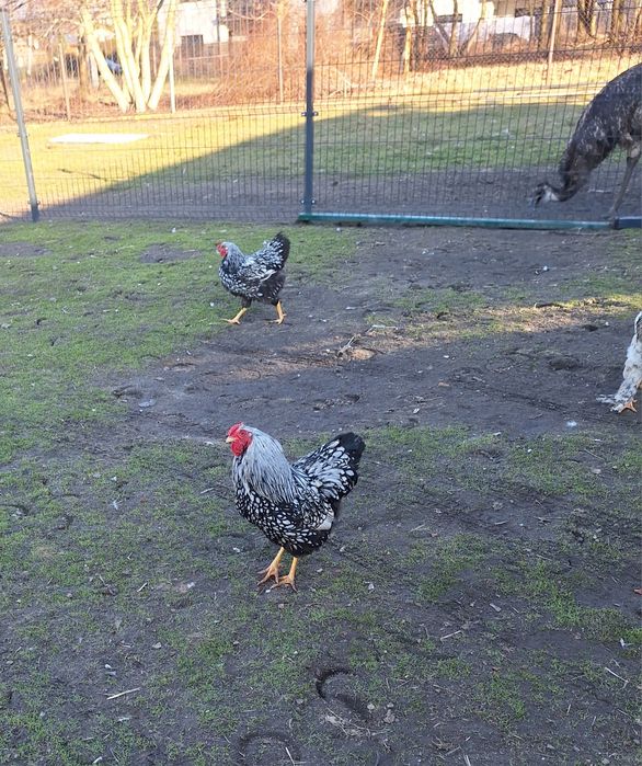 Sprzedam hoguty vayandotte.