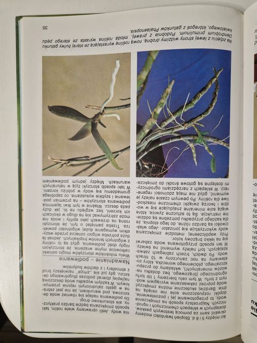 Storczyki - poradnik