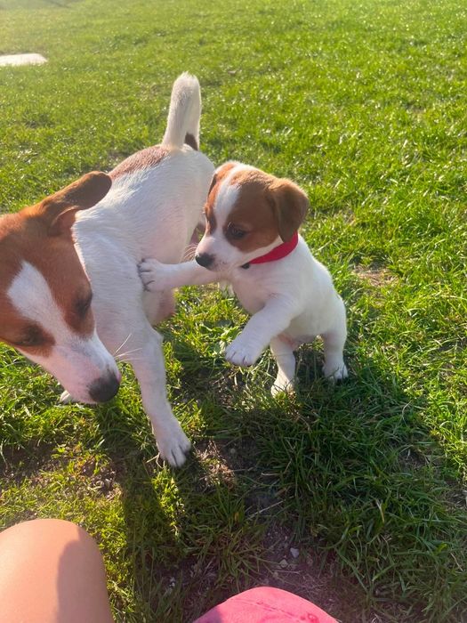 Jack Russell Terrier