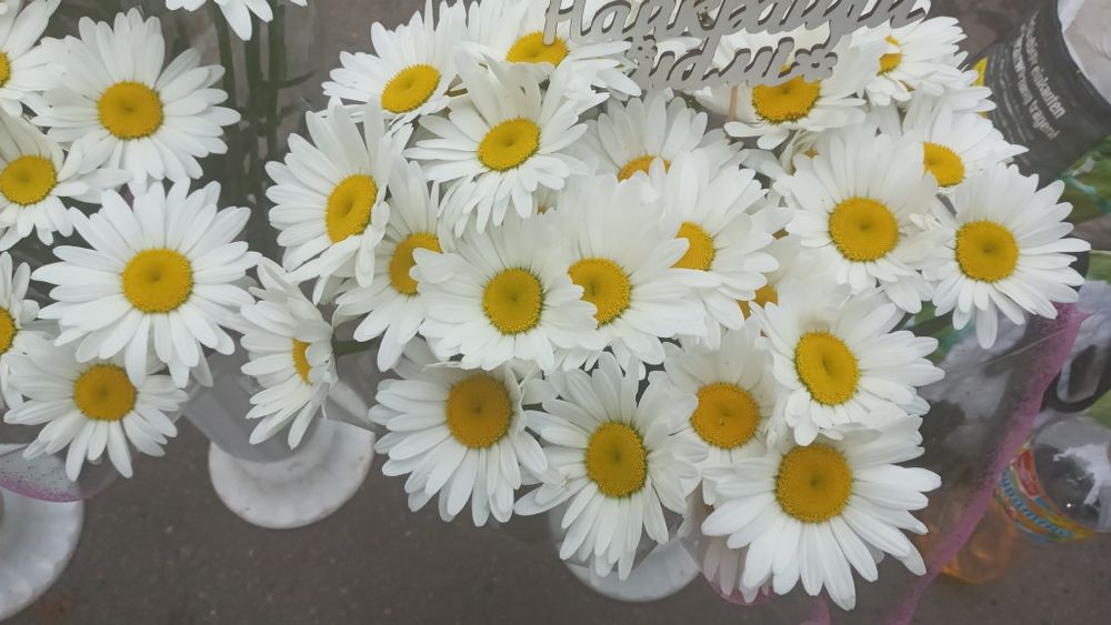 Продам саджанці ранньої великоквіткової ромашки !