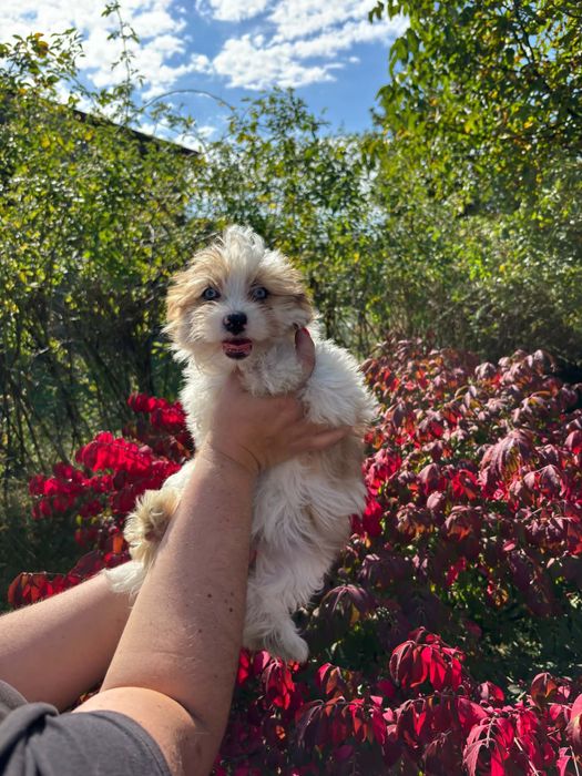 Przepiękna sunia Yorkshire Terrier Redberry