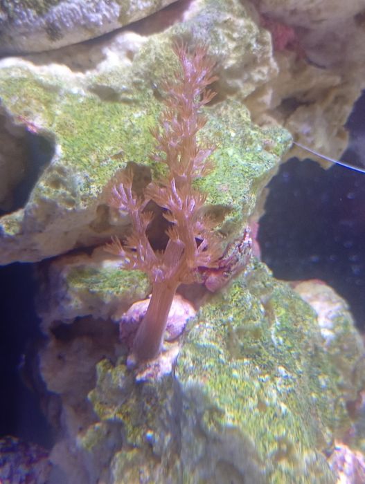 frags de Kenia tree