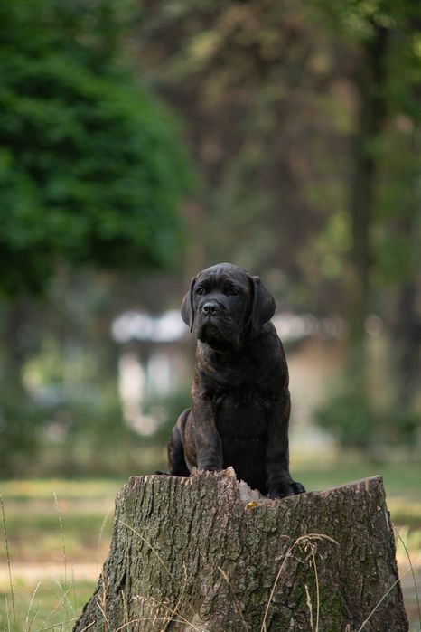 Хлопчик кане корсо_Tuger