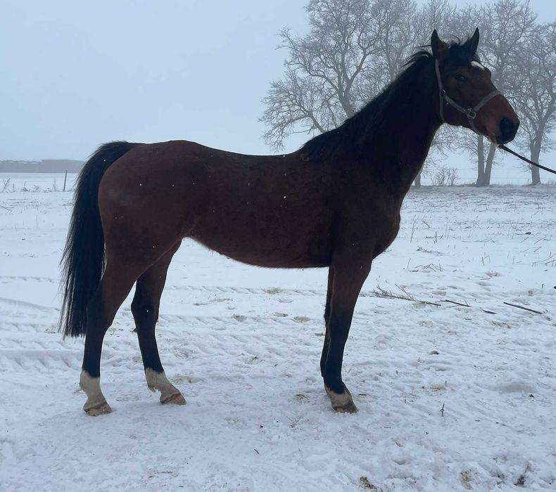 12-letnia klacz wielkopolska