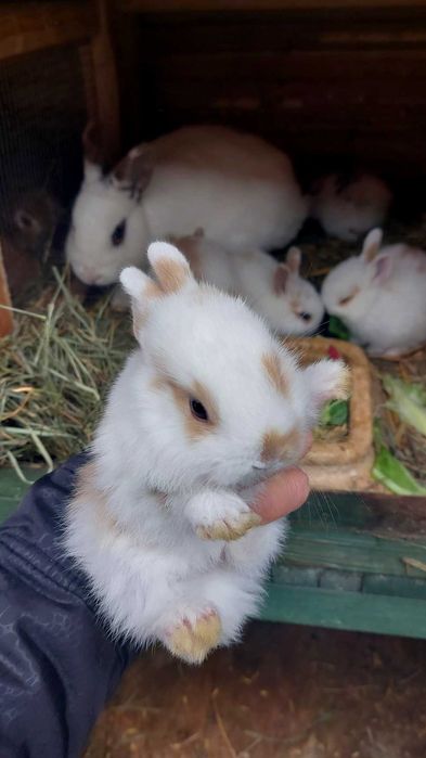Mały krolik miniaturowy bialy rudy miniaturka samczyk milutki