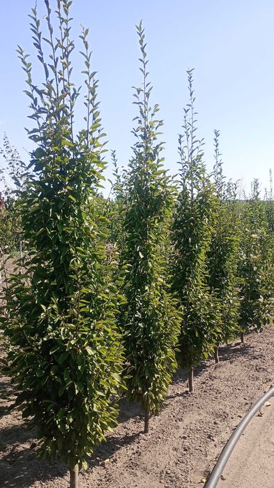 Grab 'Fastigiata'. Drzewa alejowe, KAZUBOWSKI plant
