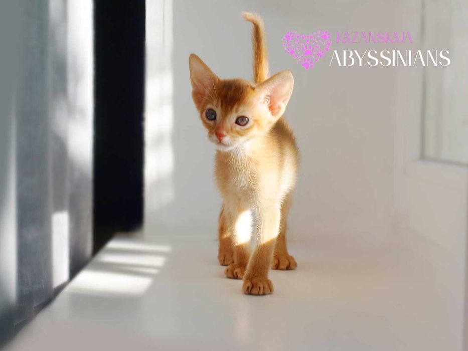 Абиссинская кошка мальчик окраса соррель