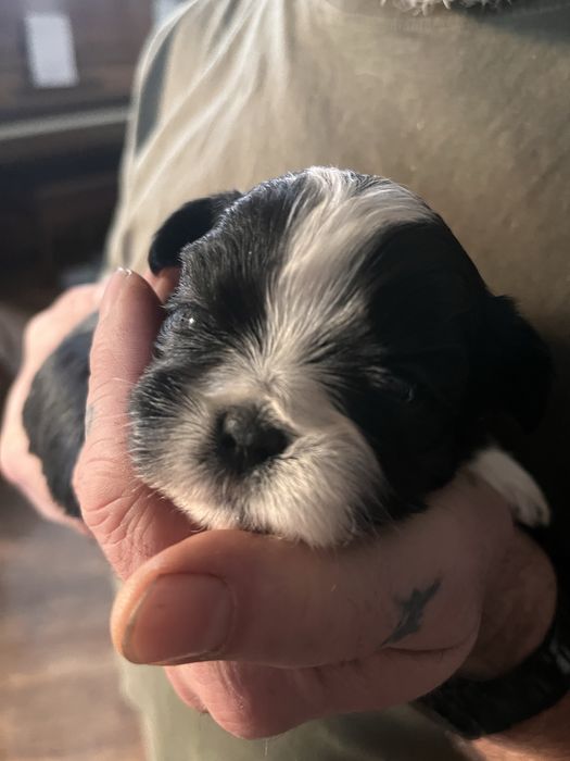 Rodowodowa suczka Shih Tzu
