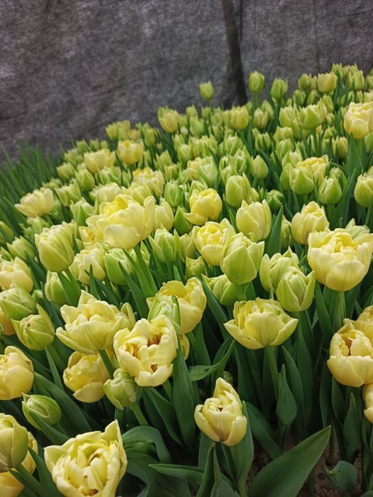 Пропонуємо тюльпани власного виробництва ОПТ та РОЗДРІБ . 35грн ОПТ
