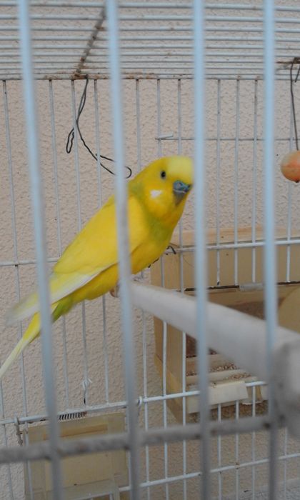 Periquito com Gaiola