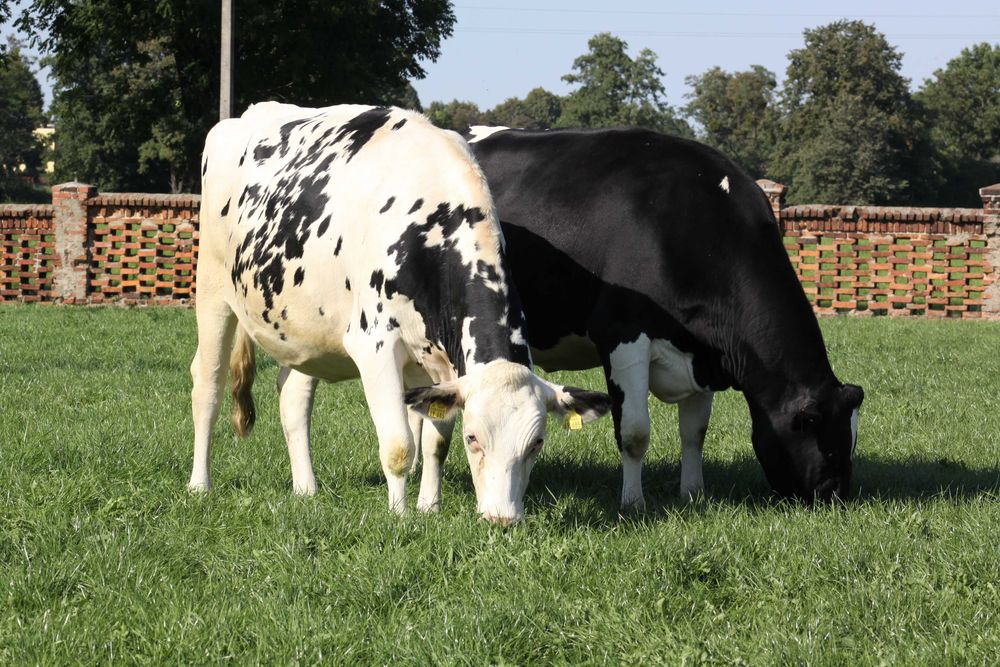 Jałowice hodowlane wysokocielne