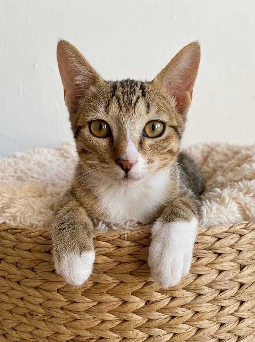 Setúbal e arredores/ Margem Sul — CLARICE, gatinha para adoção