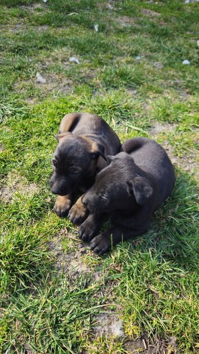 Szczeniak Owczarek Belgijski Malinois piesek