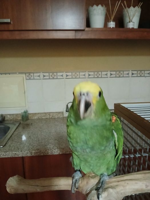 Macho de Amazona oratrix