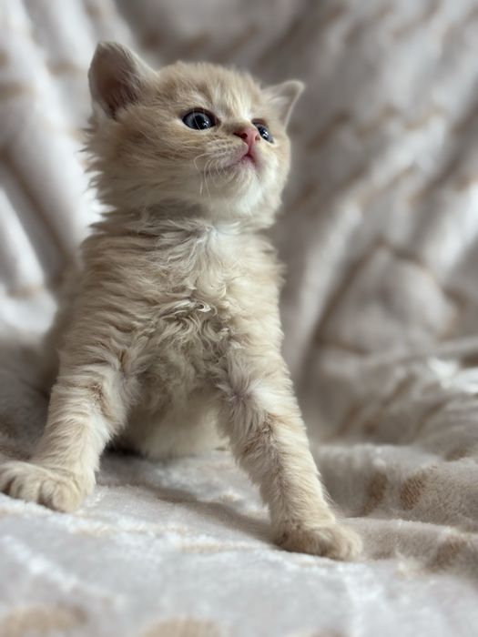 Шикарний хлопчик котик