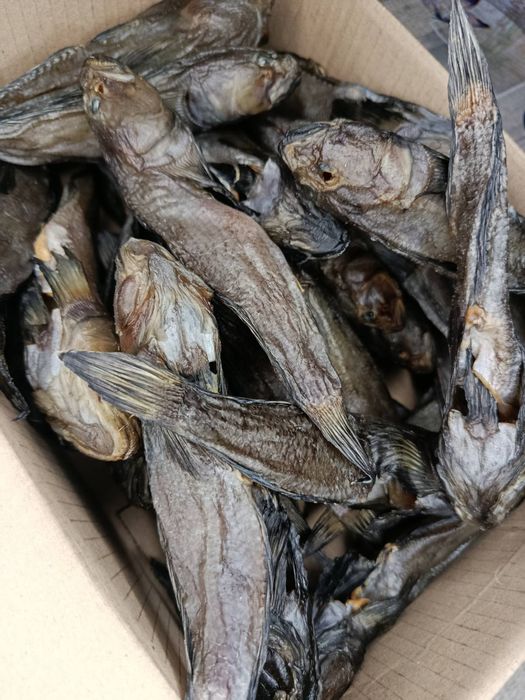 Бичок балтійський