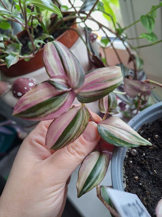 trzykrotka cięte gałązki różne rodzaje sweetness silver plus purpusil quadricolor pallida blue sue
