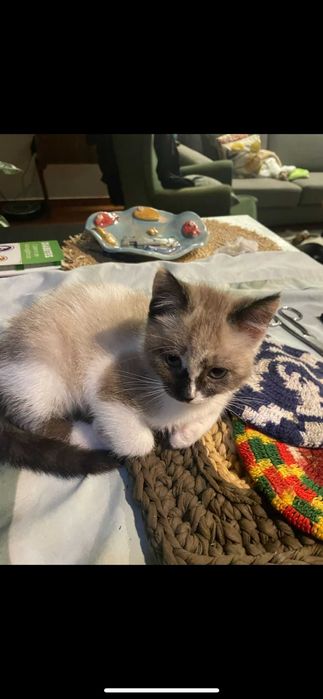 gato 3 meses para adoçao de ninhada