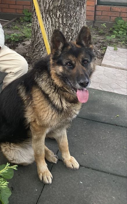 Шукаю пару для вʼязки кобеля німецької вівчарки